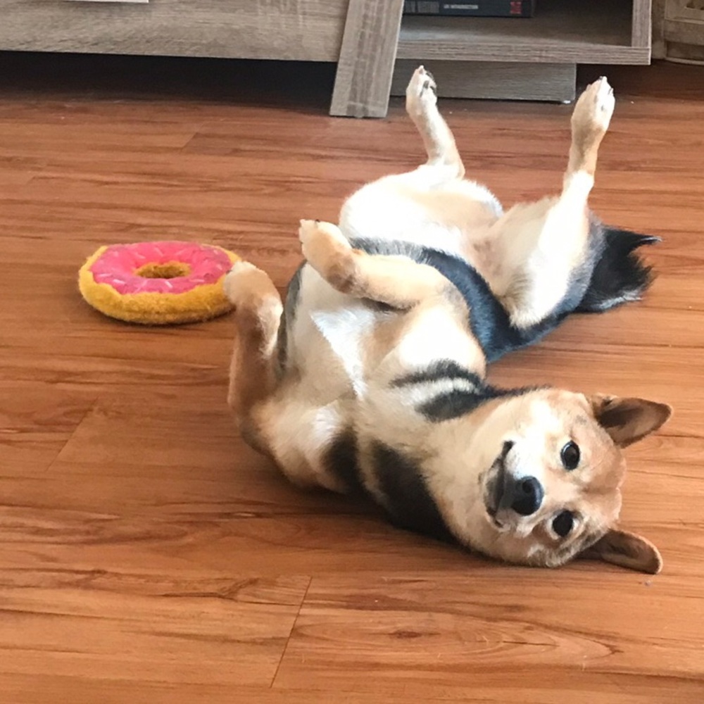 Who, me? 🐶♥️ - Picture 4 of 5